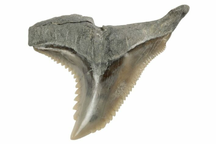 Snaggletooth Shark (Hemipristis) Tooth - Aurora, NC #194947